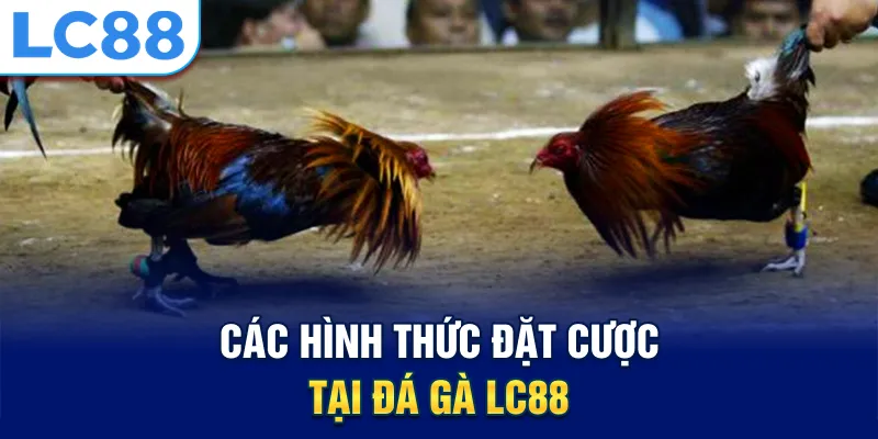Các hình thức đặt cược tại đá gà LC88
